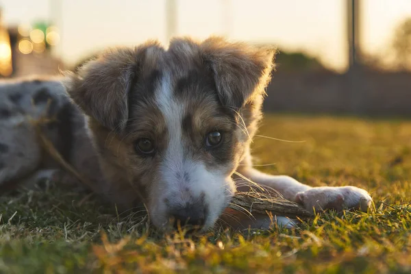 Lindo Bebé Perro Frontera Collie Sentado Hierba Mirando Cámara — Foto de Stock