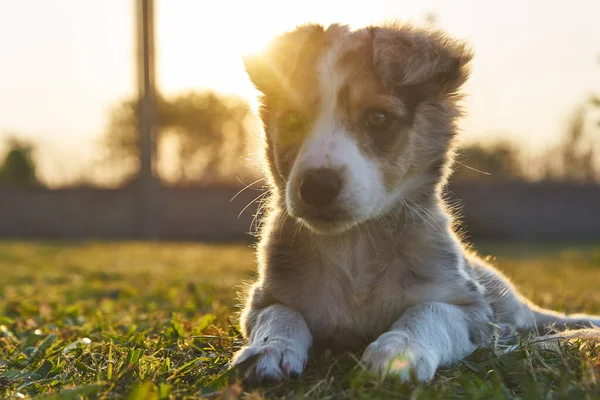 Lindo Bebé Perro Frontera Collie Sentado Hierba Mirando Cámara — Foto de Stock