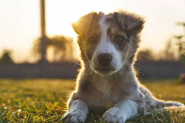 Lindo Bebé Perro Frontera Collie Sentado Hierba Mirando Cámara — Foto de Stock