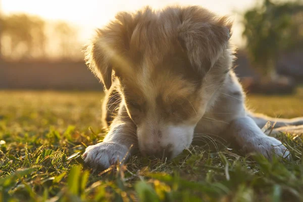 Lindo Bebé Perro Frontera Collie Sentado Hierba Mirando Cámara — Foto de Stock