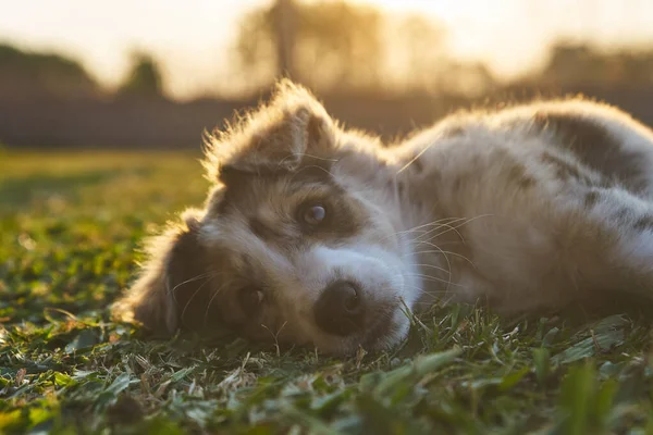 可爱的小狗宝宝边境牧羊犬 坐在草地上 看着相机 — 图库照片