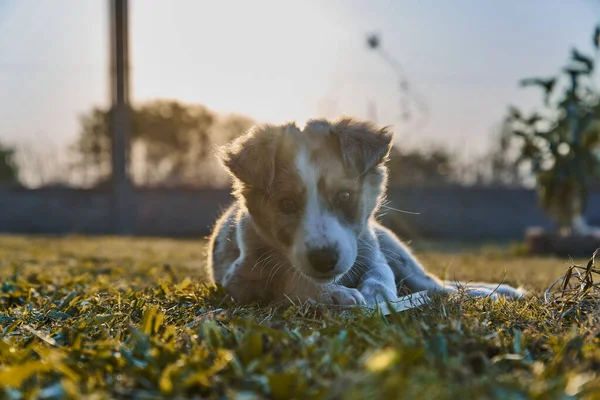Lindo Bebé Perro Frontera Collie Sentado Hierba Mirando Cámara — Foto de Stock
