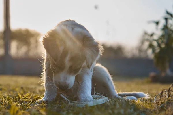 Lindo Bebé Perro Frontera Collie Sentado Hierba Mirando Cámara — Foto de Stock