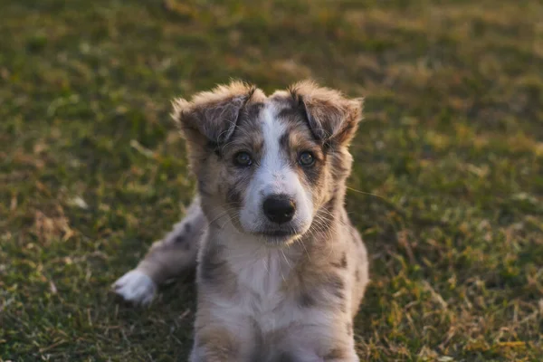 Şirin Bebek Köpek Sınır Köpeği Çoban Köpeği Çimlerin Üzerinde Oturuyor — Stok fotoğraf