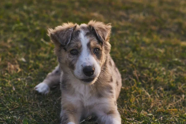 可爱的小狗宝宝边境牧羊犬 坐在草地上 看着相机 — 图库照片