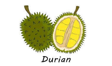 Beyaz arka planda Kara Diken Durian 'ın vektör çizimi izole edildi. Durian meyvelerin kralıdır. Güneydoğu Asya 'da tropik meyve. 