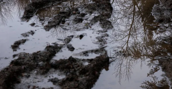 Reflexion Wald — Stockfoto