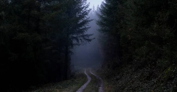 Foggy Forest Road — Stock Photo, Image