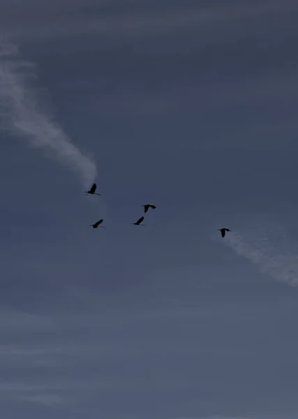 Flying Bird Clan Blue Sky — Stock Photo, Image