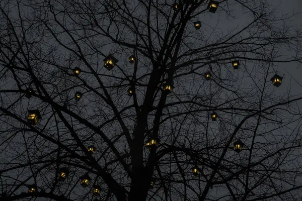 Işıklı Noel ağacı