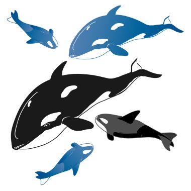 paket balinalar ve balina bebekler