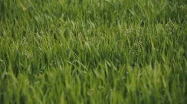 Alan yeşil buğday yaprak