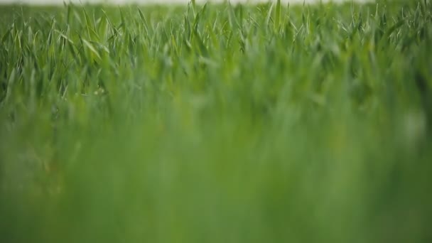 Feld aus grünen Weizenblättern — Stockvideo