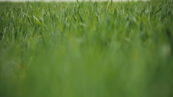 Field of green wheat leaves — Stock Video