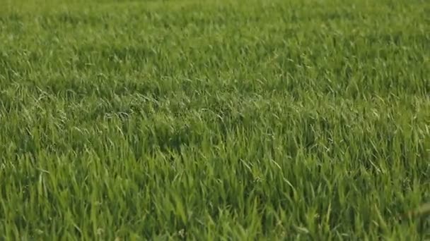 Pole pšenice, zelené listy — Stock video