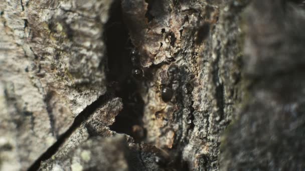 Hormigas en la corteza del árbol en foret — Vídeos de Stock