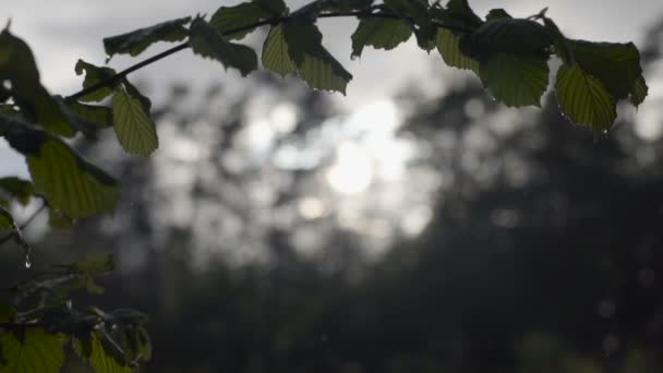 Lluvia soleada en el bosque — Vídeos de Stock