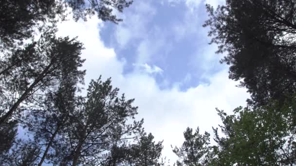Bosque cielo a través de árboles — Vídeo de stock