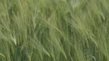 Yeşil Wheatears alan