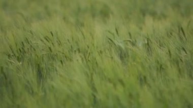 Yeşil Wheatears alan