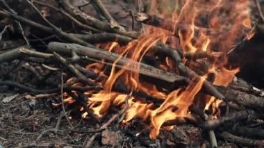 Orman şenlik ateşi soğurduğu