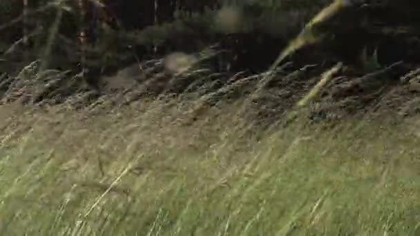 Orman yüksek çimenlerin üzerinde Rüzgar — Stok video