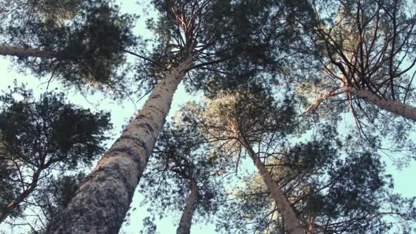 Старих сосен у лісі — стокове відео