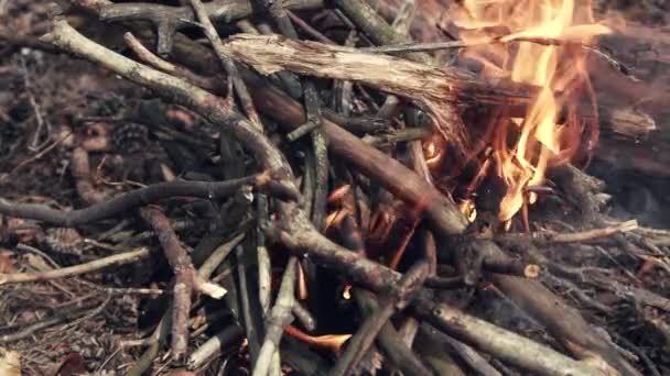 Lesní Bonfire pak obracejí — Stock video