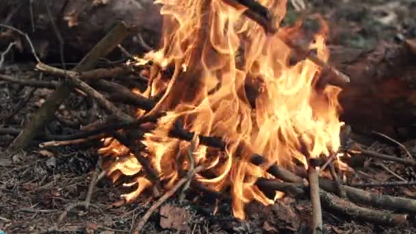 Skogen Bonfire hetsa — Stockvideo