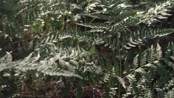 Hojas de helecho forestal — Vídeo de stock