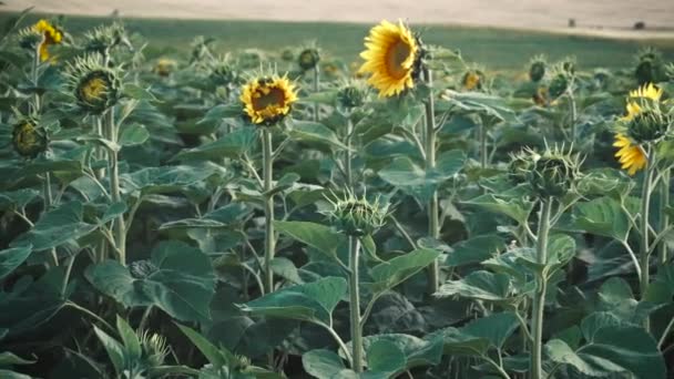 Champ de jeunes tournesols — Video