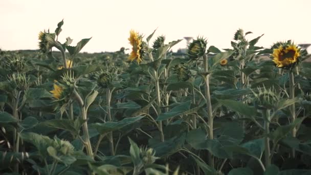 Genç ayçiçeği tarlası — Stok video