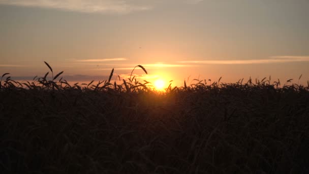 Belo pôr do sol no campo de trigo — Vídeo de Stock