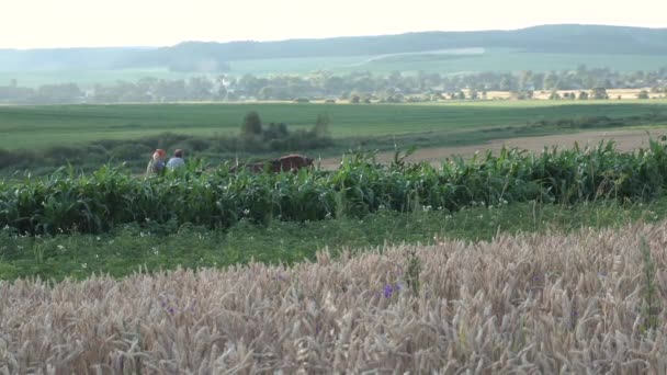 Senior paar rijden paarden getrokken in het veld — Stockvideo