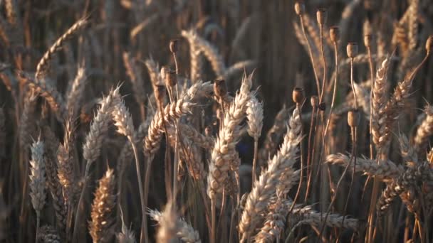 Campo de trigo con amapolas al atardecer — Vídeos de Stock