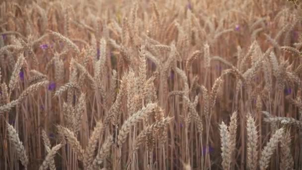 Campo di grano nel tempo del tramonto — Video Stock