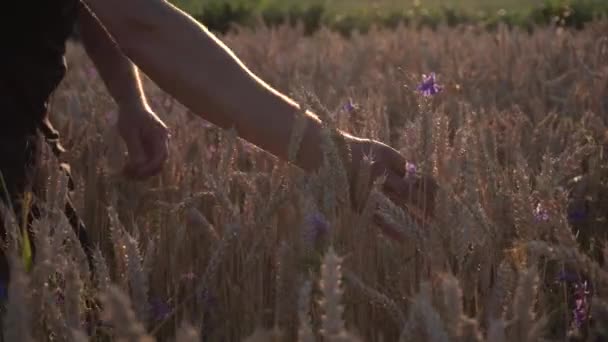 Agricoltura Uomo Testato Grano maturo Orecchie — Video Stock