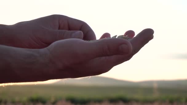 Agricultura Hombre probado Orejas de trigo maduras — Vídeos de Stock