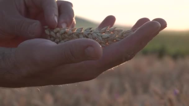 Agricultura Hombre probado Orejas de trigo maduras — Vídeo de stock