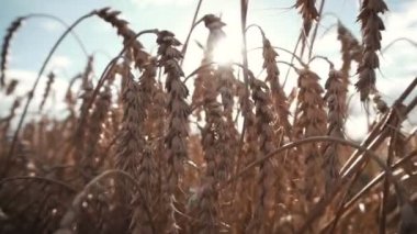 Olgun buğday kulakları alan