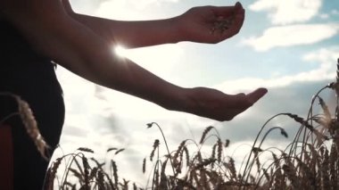 Test kadın buğday tohumu