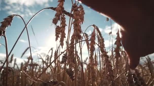 Campo de orejas de trigo maduro — Vídeo de stock