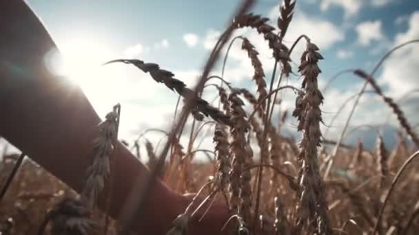 Campo di orecchie di grano maturo — Video Stock