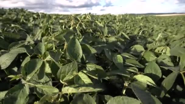 提起的绿色大豆 — 图库视频影像