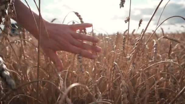 Campo de orejas de trigo maduro — Vídeos de Stock