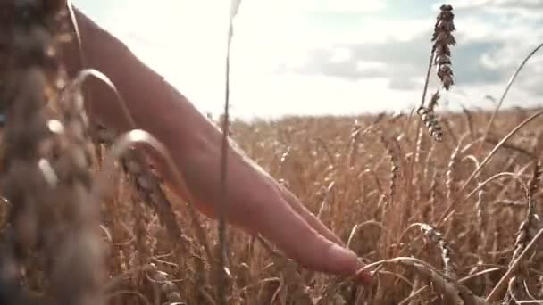 Campo di orecchie di grano maturo — Video Stock