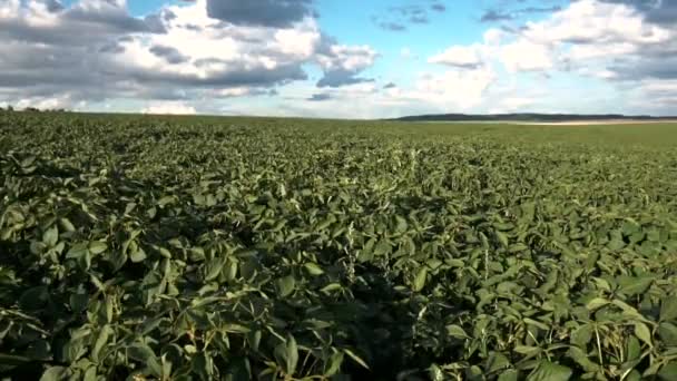 Filed of Green Soy — Stock Video