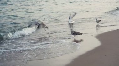 Deniz kıyı şeridi sahil martı