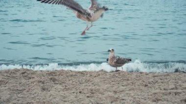 Deniz kıyı şeridi sahil martı