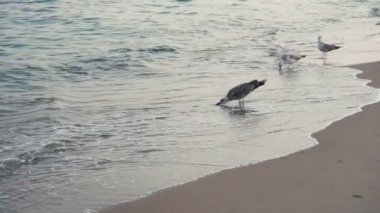 Deniz kıyı şeridi sahil martı